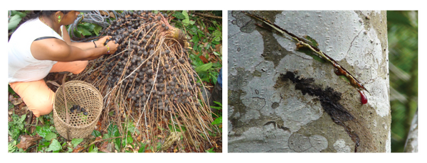 Left: Oenocarpus batahua harvest. Right: Croton lechleri sap.