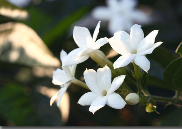 jasmine flowers
