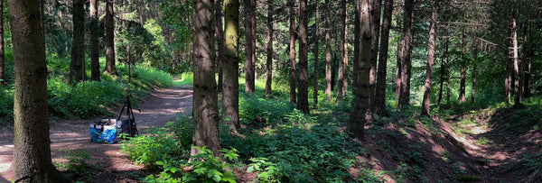 Visegrad Forest