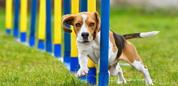 Agility dog Benefits of Exercise for  Dog's Health by PetWell