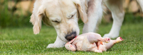 Dog eating raw chicken improving gut health in dogs naturally by petwell