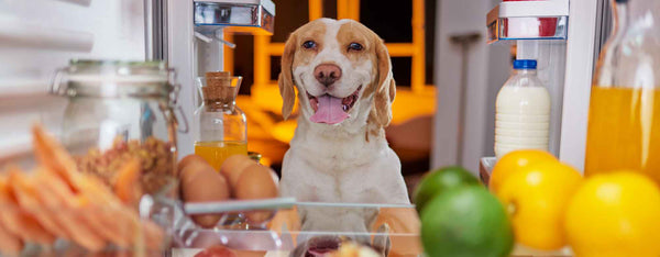 Dog in fridge - A Guide to Safe and Healthy Foods for Dogs by PetWell