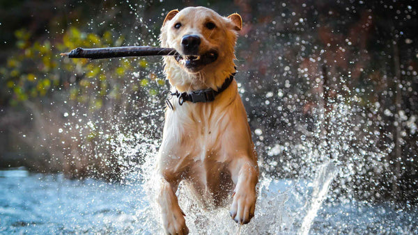 Dog in water - Healthy paws - Recognising Signs of a Healthy Dog by PetWell