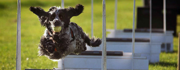 Dog on training course Understanding Common Dog Behavioural Issues by PetWell