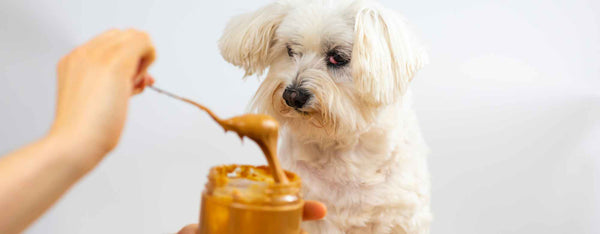Dog with peanut butter - A Guide to Safe and Healthy Foods for Dogs by PetWell