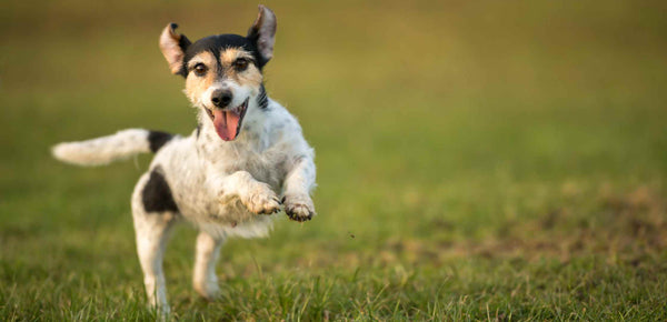 Happy dog Benefits of Exercise for  Dog's Health by PetWell