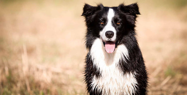 Healthy coat and eyes - Recognising Signs of a Healthy Dog by PetWell