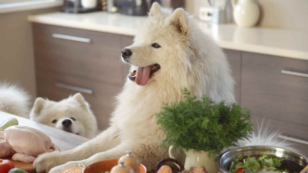 How-to-Transition-Dogs-Diet-dogs-in-the-kitchen-PetWell