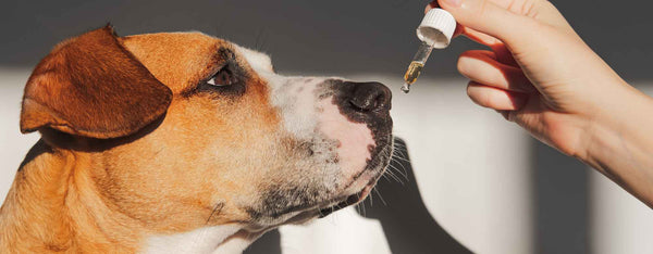 How CBD Helps dogs - Benefits of CBD Oil for Dogs Australia by PetWell