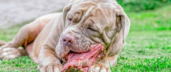 Myths-around-raw-feeding-for-dogs-PetWell-raw-meaty-bone