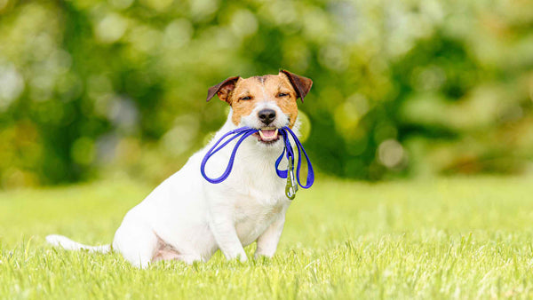 PetWell Dog with leash in mouth