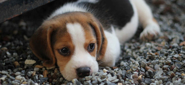 Puppy Causes Behind Dog Behaviour Disorders by PetWell