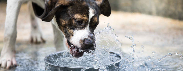 Tips for Maintaining a Dog Drinking Water. Healthy Digestive System in Dogs by PetWell