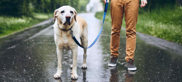 Walking do Safely Exercising Senior Dogs with Care by PetWell
