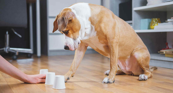 dog cups The Importance of Dog Enrichment by PetWell