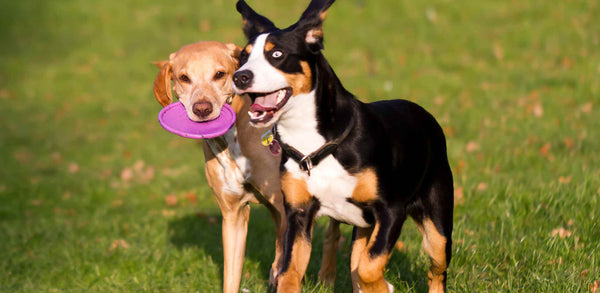 dogs playing Benefits of Exercise for  Dog's Health by PetWell