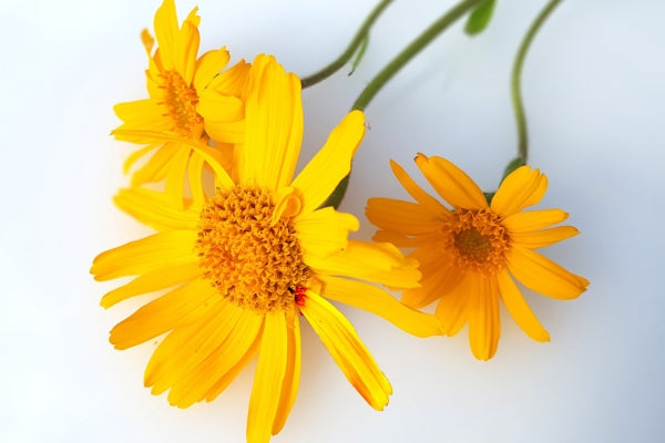 arnica flowers