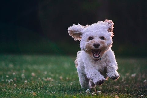 shallow-focus-photography-of-white-shih-tzu-puppy-running-on-the-grass