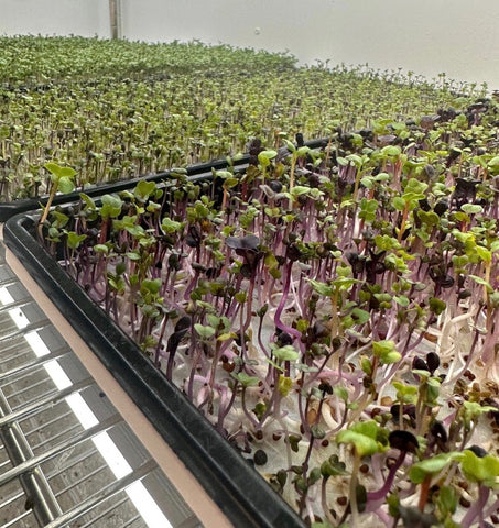 microgreens growing on vegbed grow mats