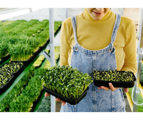 farmer holding microgreen trays