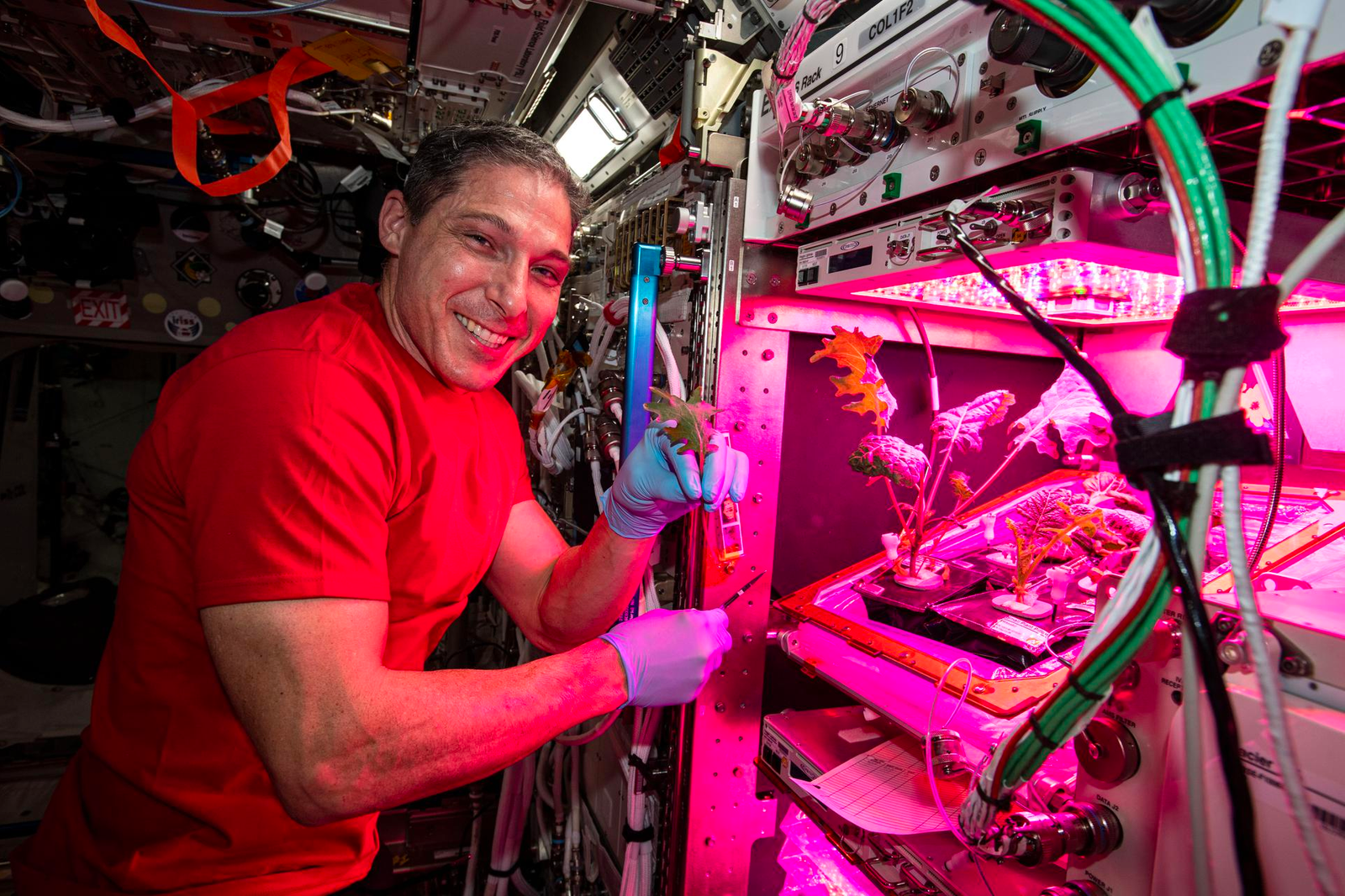 astronaut harvesting veggies in space