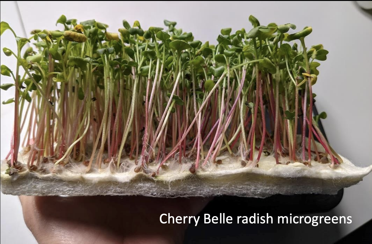 microgreens growing on vegbed mats