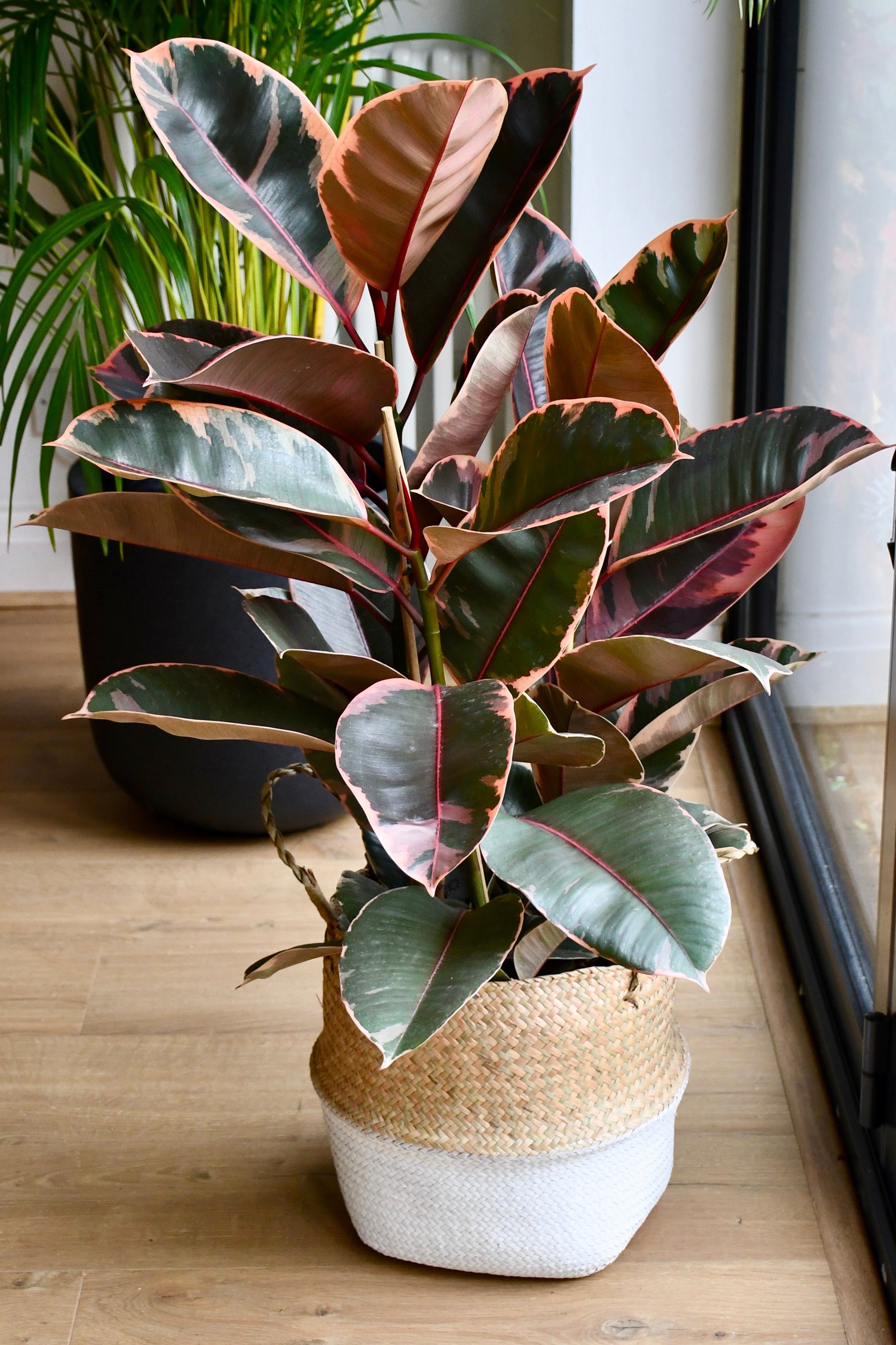 Ficus Elastica Belize - Variegated Rubber Tree