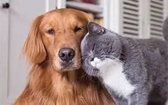 Pets_Banner.webp__PID:1e4e7a36-9d58-4bb0-97a4-fe92c0aff7aa