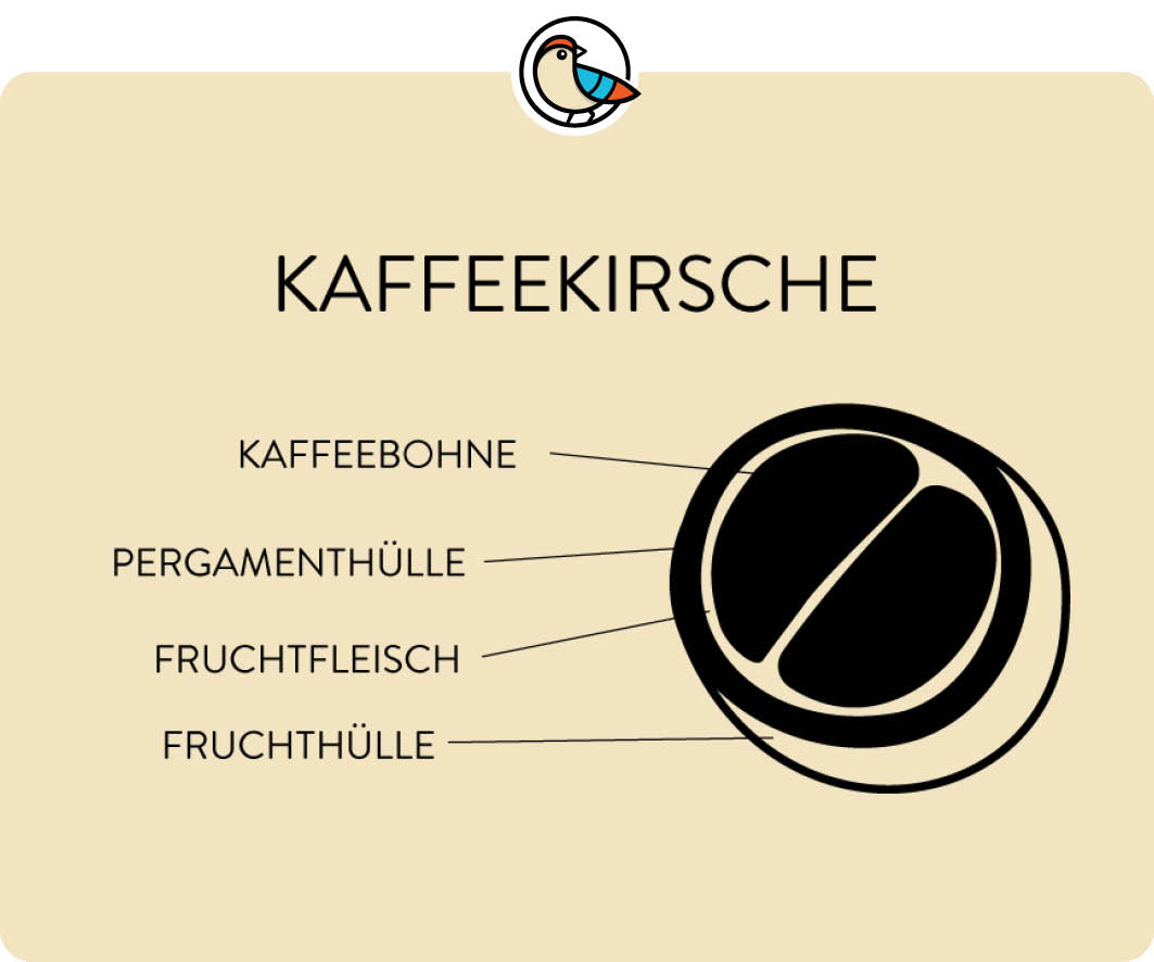 Aufbau einer Kaffeekirsche