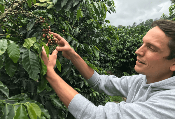 Emanuel Kaffeekirsch Kaffee Bohnen earlybird coffee nachhaltig Anbau Herkunft