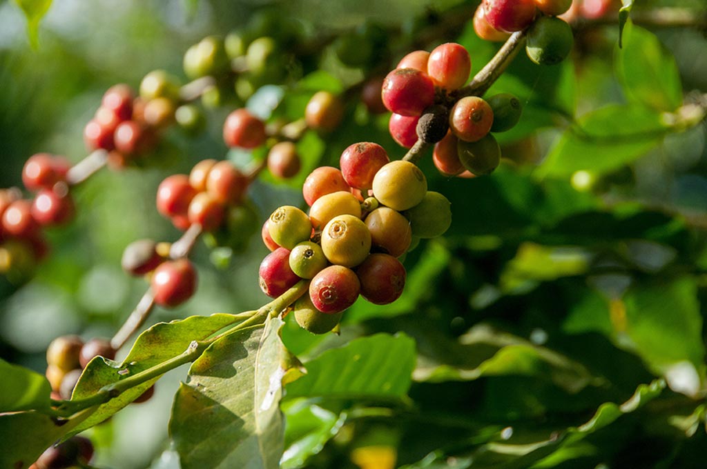 Kaffeesorten aus Äthiopien