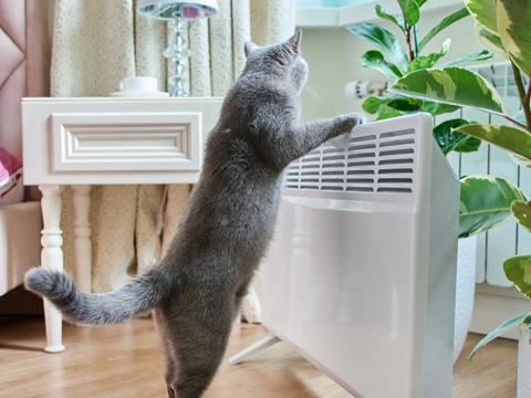 How long are cats in heat?