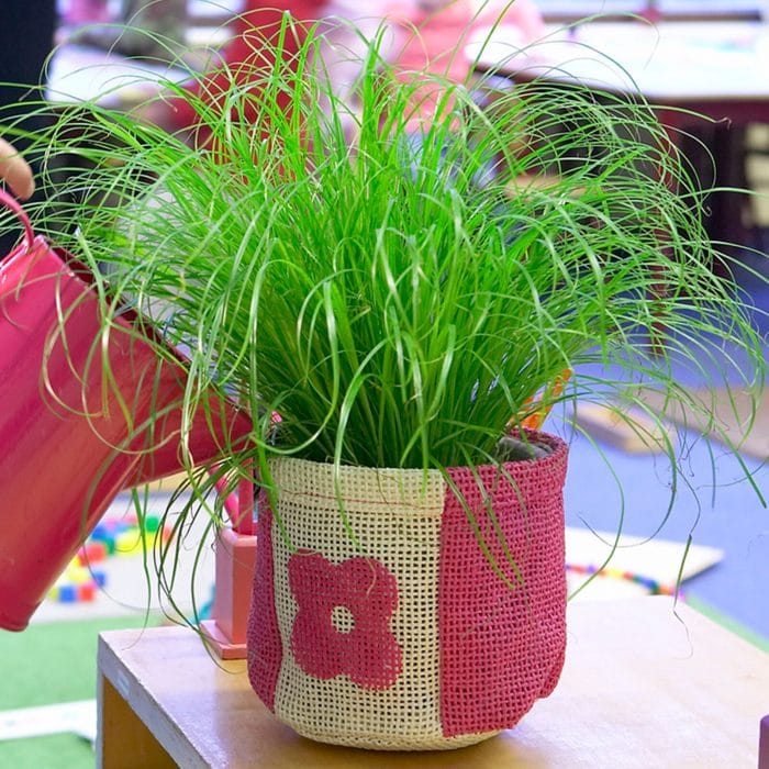 Vibrant green ornamental grass with wispy, flowing blades growing in a decorative planter wrapped in two-toned burlap fabric featuring pink and natural colors with a flower design