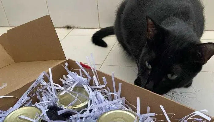 Black cat curiously sniffs a box filled with shredded paper and jars.