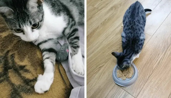 Cute tabby cat lounging and then eating from a bowl on a wooden floor.