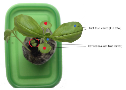 When to start feeding seedlings nutrients, hydroponic growing basil indoors