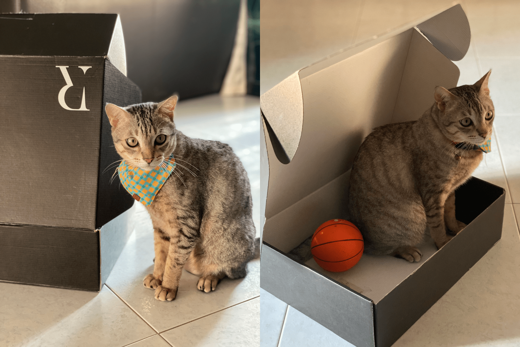 Cat standing inside cardboard box by Rawbought