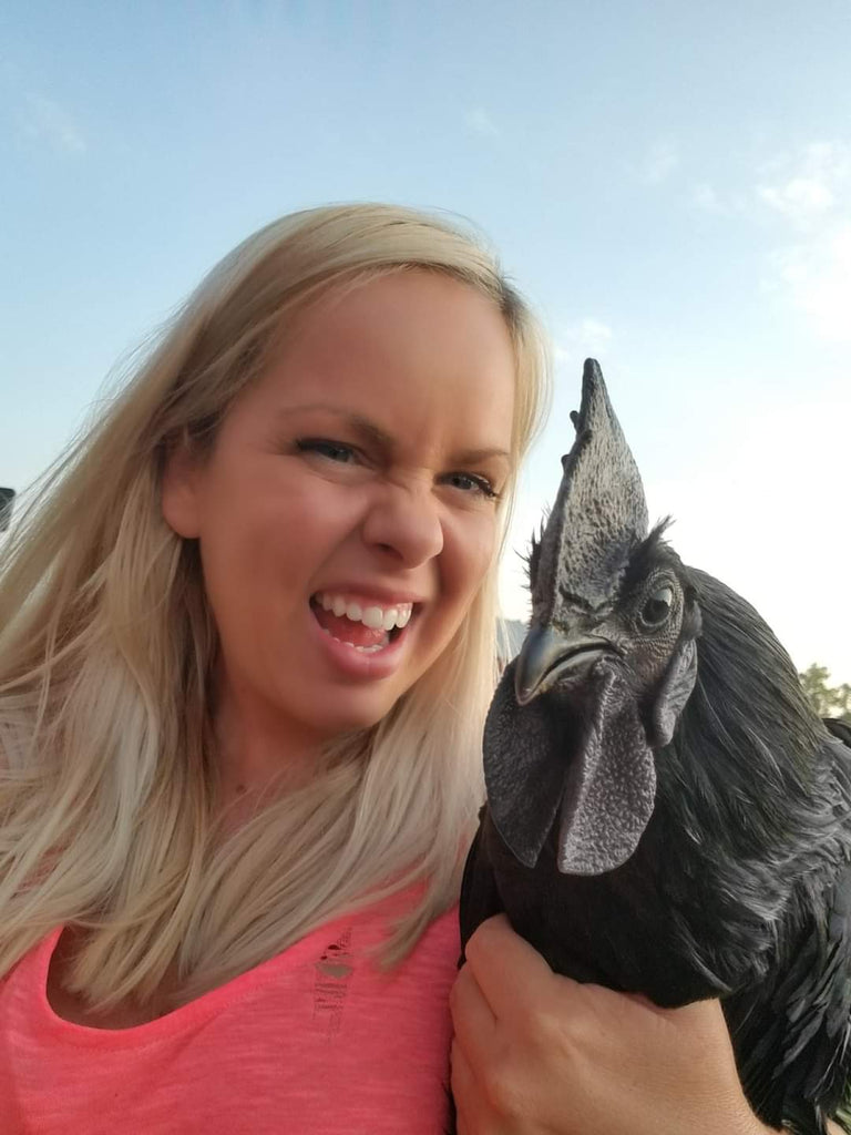 ayam cemani hatching eggs