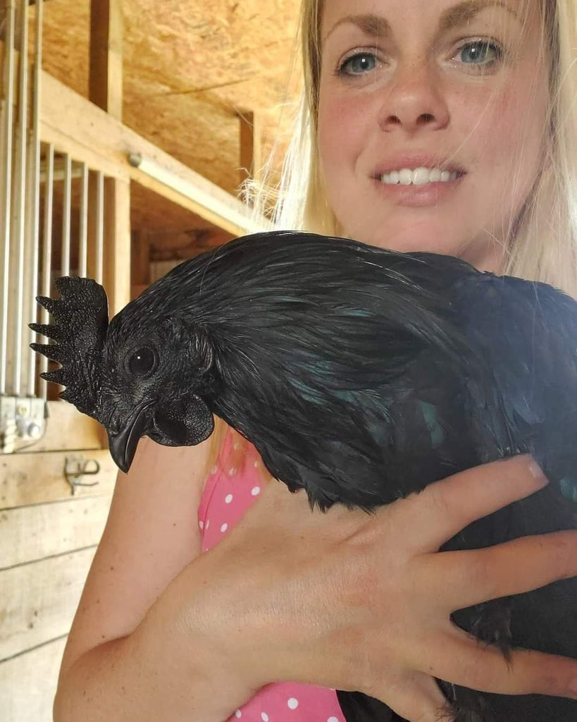 ayam cemani hatching eggs