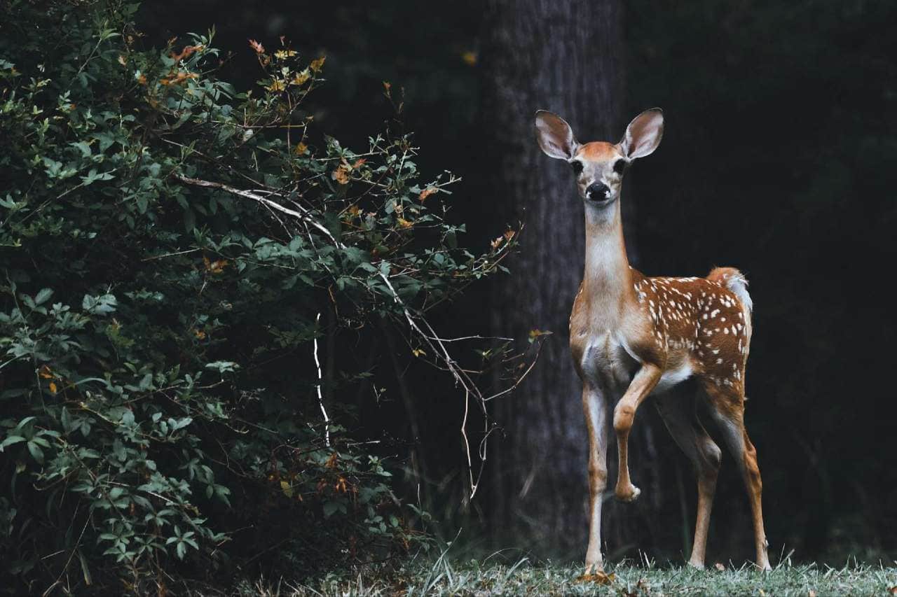 Baby Deer In The Woods