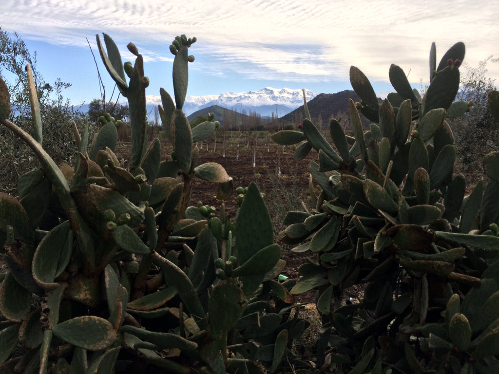 Countryside cactus