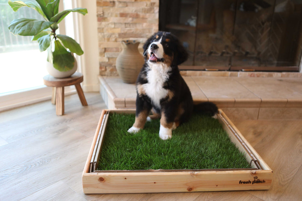Bernese Mountain dog puppy sitting on puppy potty pad with wooden border