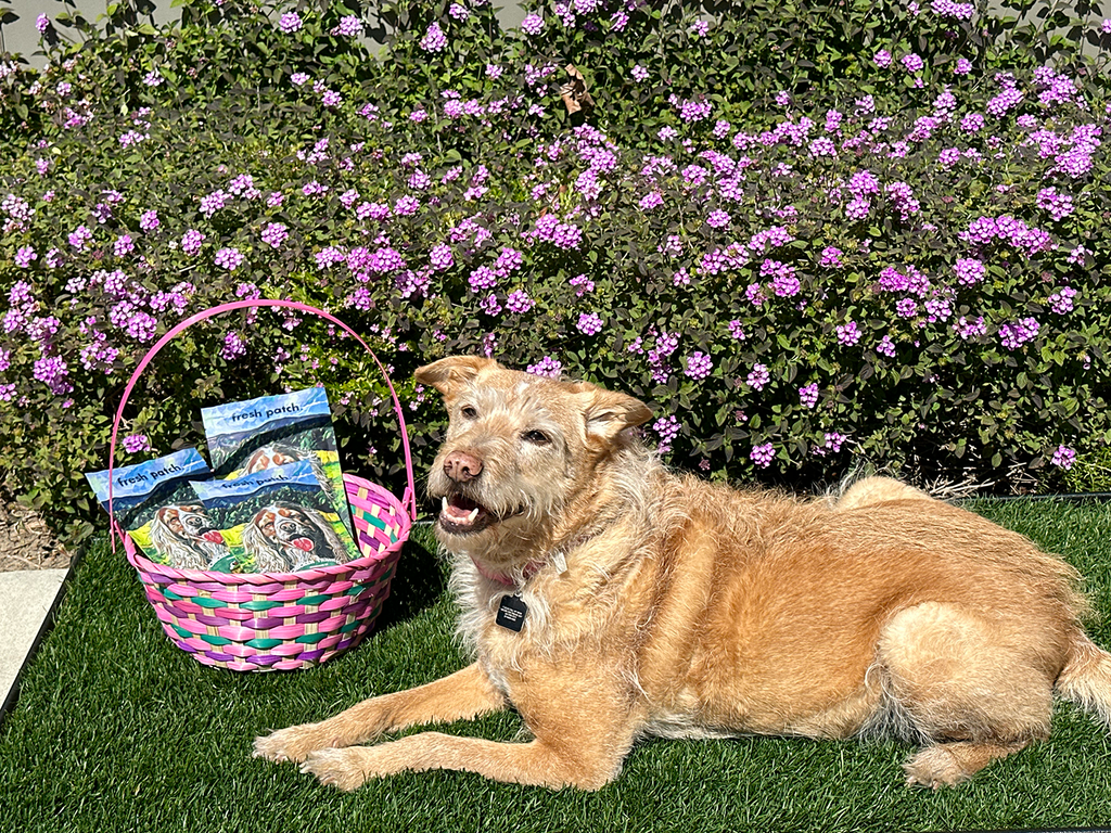 Irish terrier dog laying on real grass potty training pad with easter basket filled with treat bags
