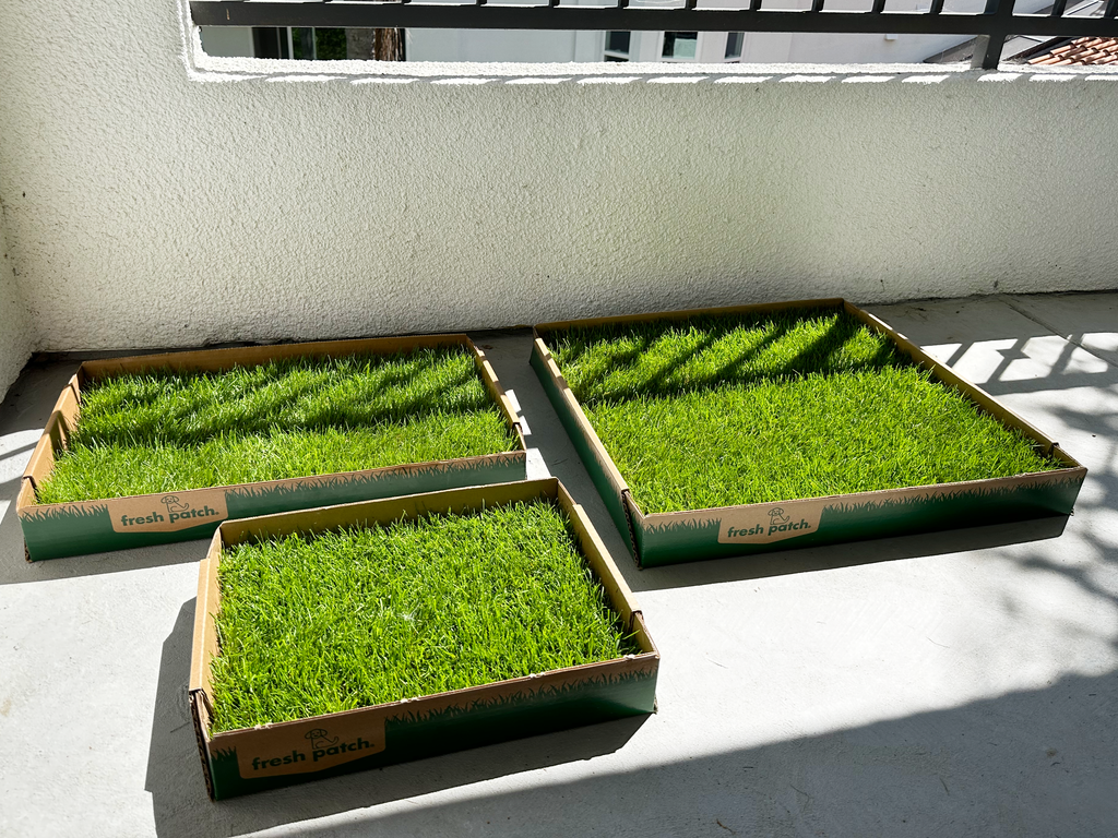 Fresh Patch Grass potty training pad on patio