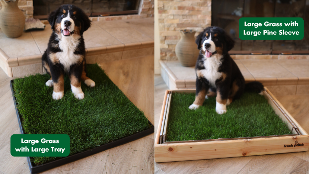 Bernese Mountain Dog Puppy sitting on Fresh Patch Real Grass Pee Pad on a plastic tray and with a wooden sleeve