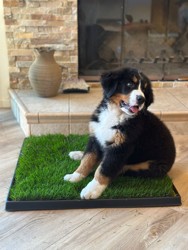Bernese Mountain Dog puppy on real grass potty pad