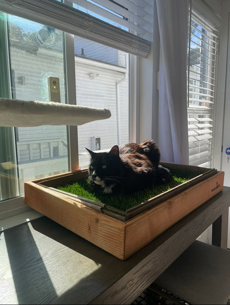 Cat on Fresh Patch Grass