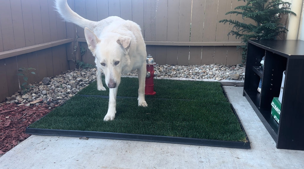 White shepherd dog going potty on real grass potty pad on patio