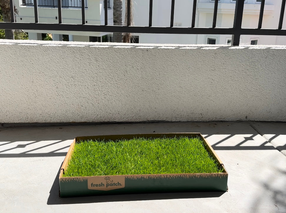 potty training real grass pad on patio