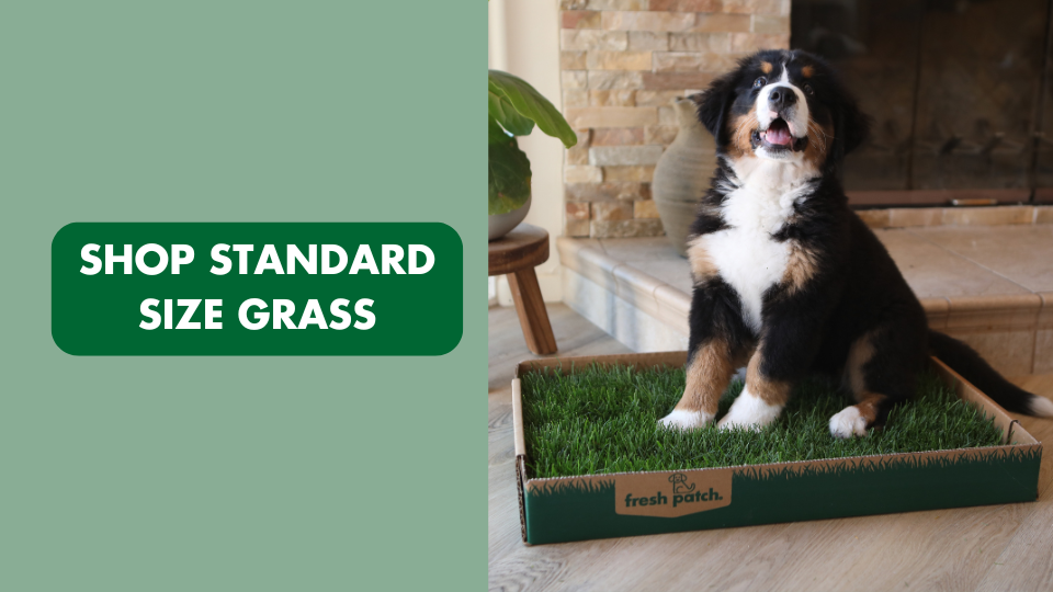 Bernese Mountain dog puppy sitting on real grass training pad